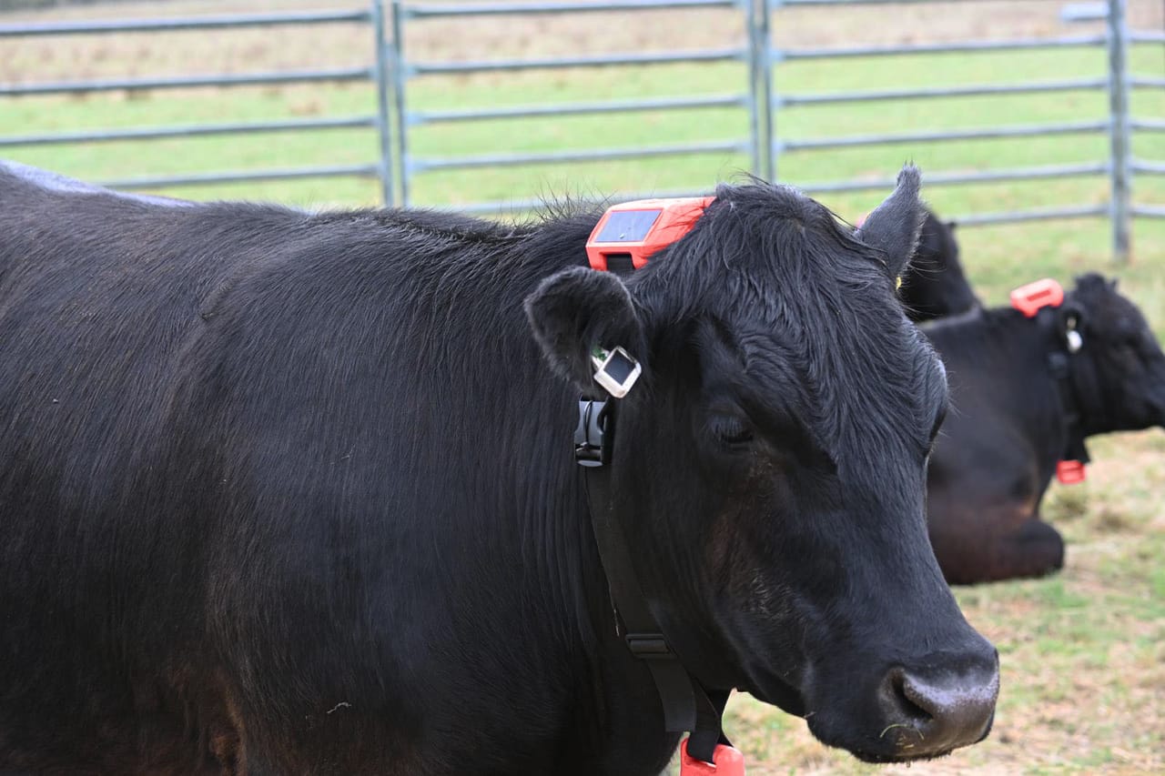 Cattle wearing tracking collars and ear tags