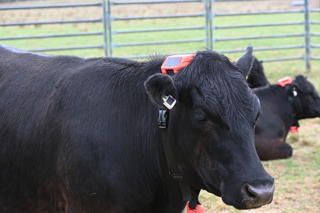 Cattle wearing Tauro collars in a paddock