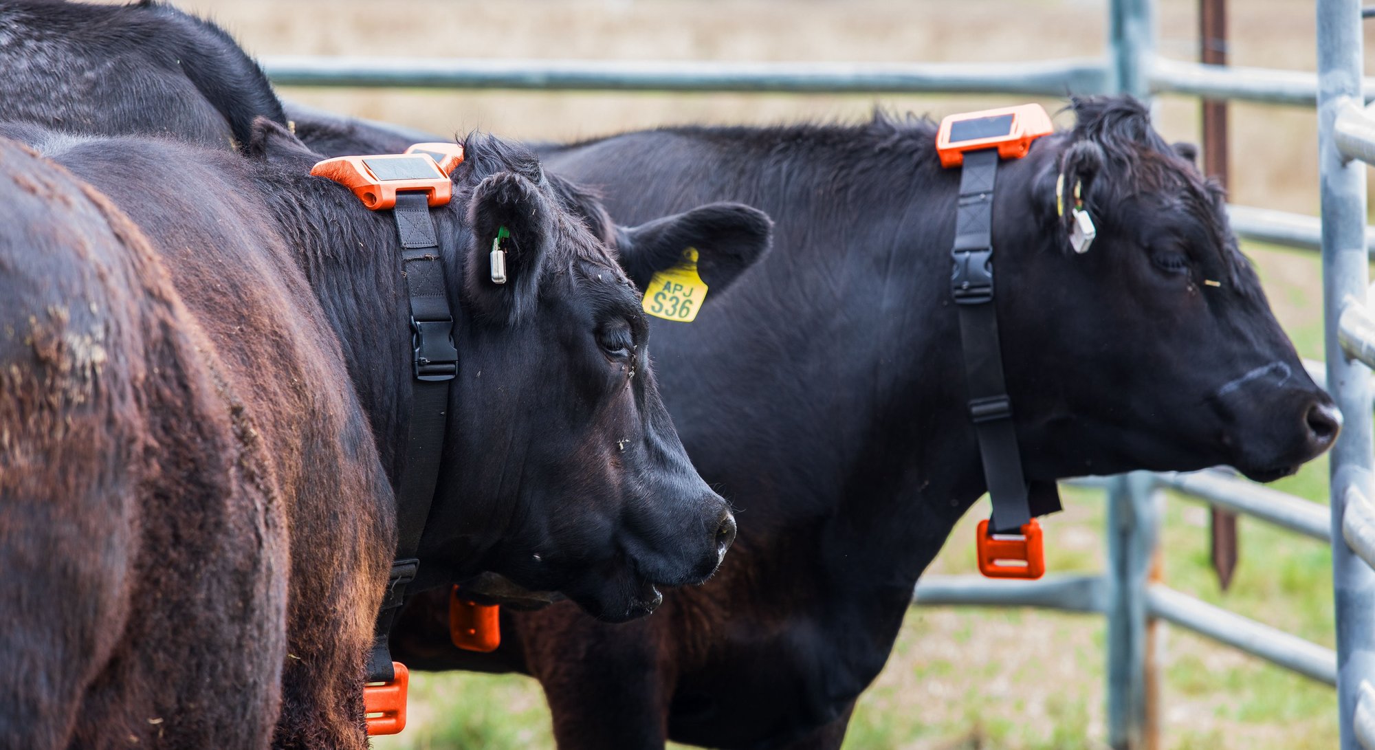 Cattle_wearing_Tauro_5_wide